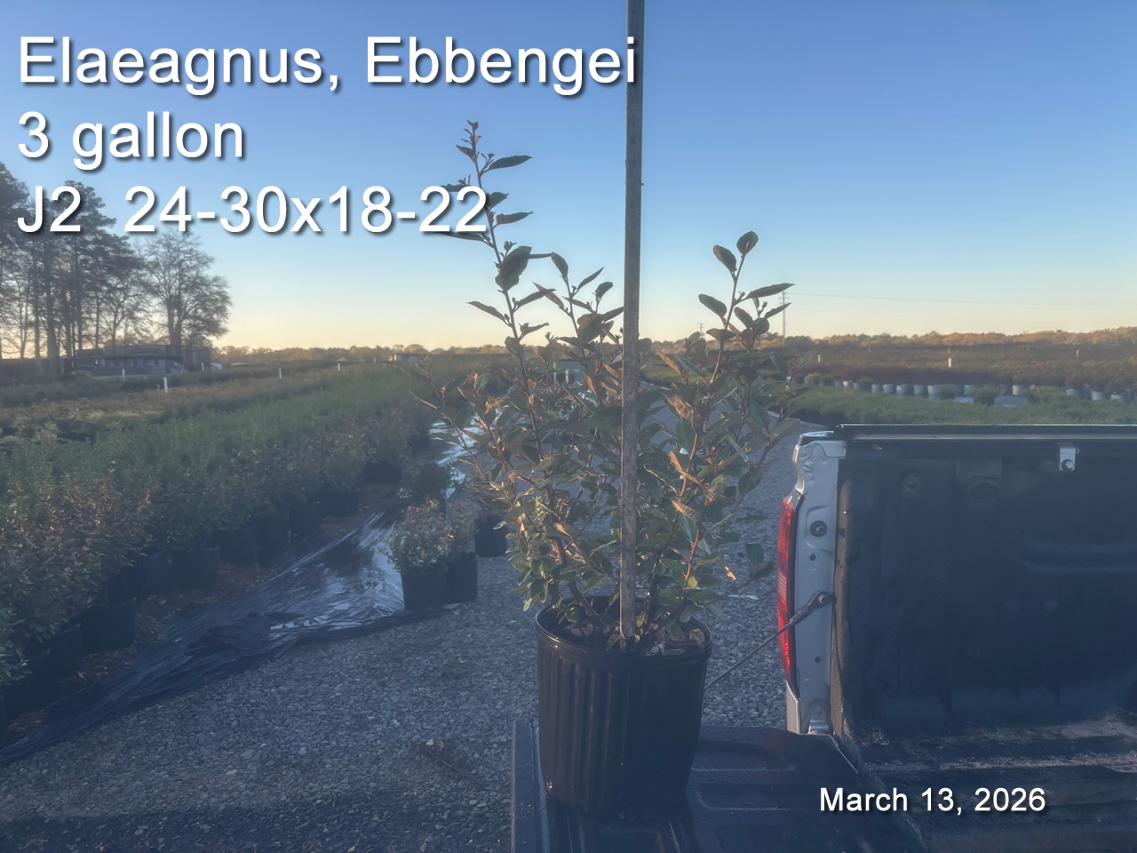 gallery/elea3 j2 mar13.jpg